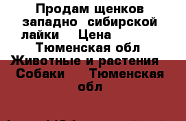 Продам щенков западно- сибирской лайки. › Цена ­ 5 000 - Тюменская обл. Животные и растения » Собаки   . Тюменская обл.